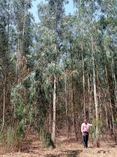  Dalle Consulting gestionnaire de 400 hectares d’eucalyptus 